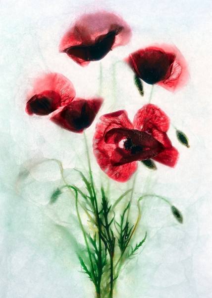Photograph Michel Bochet Merand Poppies on One Eyeland